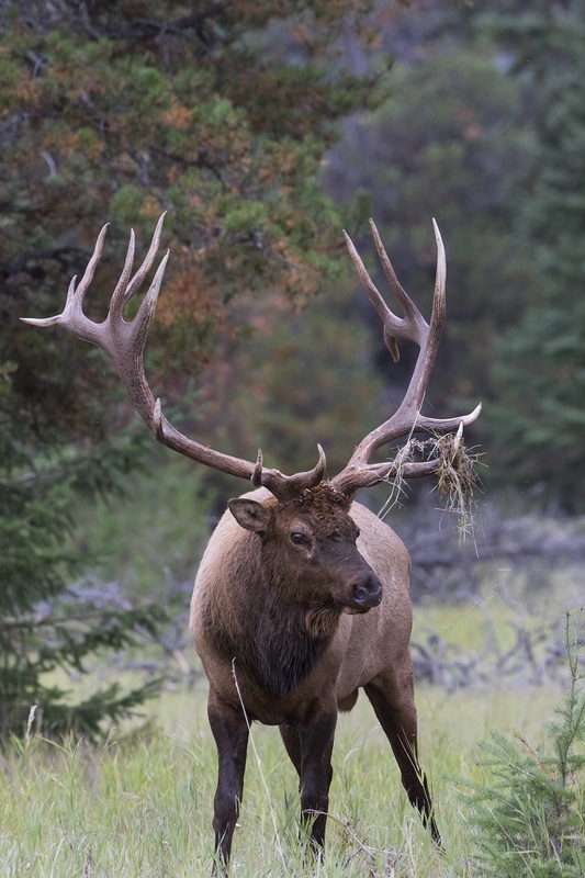 elk-49801.jpg :: Large bull elk in forest during autumn rut