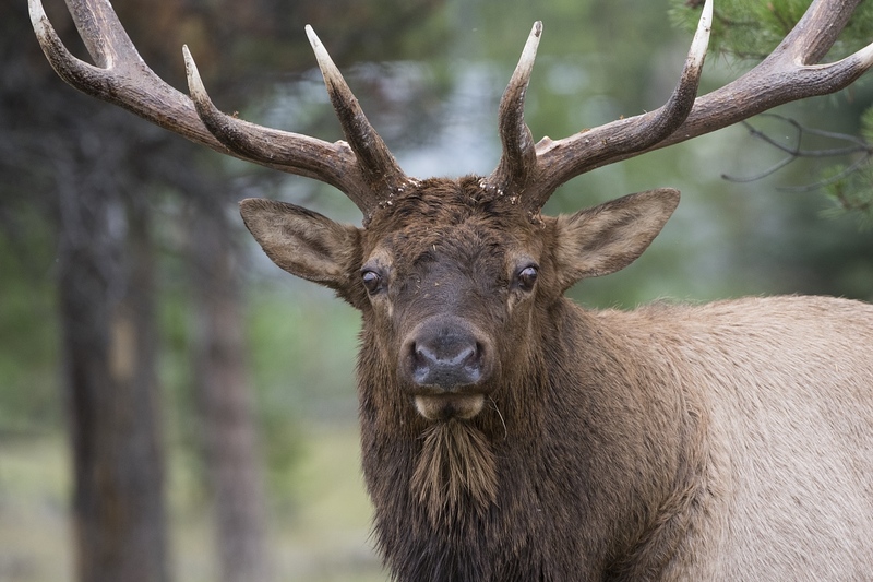 elk-5004.jpg :: Closeup of large bull elk in autumn