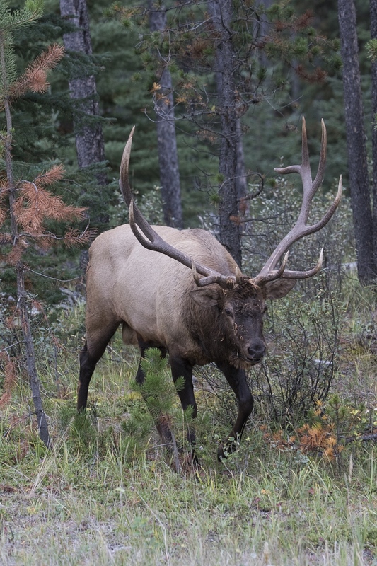 elk-5023.jpg :: bull elk emerges from forest during autumn rut