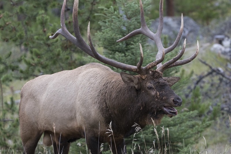 elk-5069.jpg :: Bull elk in spruce forest during autumn rut