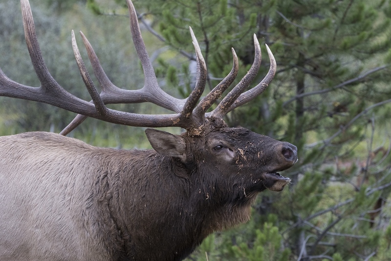 elk-50901.jpg :: Closeup of bull elk bugling in autumn rut