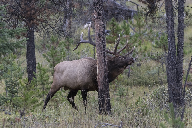 elk-5208(1).jpg :: Large bull elk rubbing tree during autumn rut.