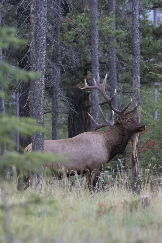 elk-5284.jpg :: Large bull elk rubbing tree during autumn rut.