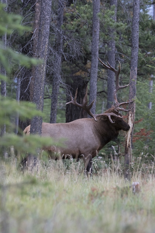 elk-5289.jpg :: Large bull elk rubbing tree during autumn rut.