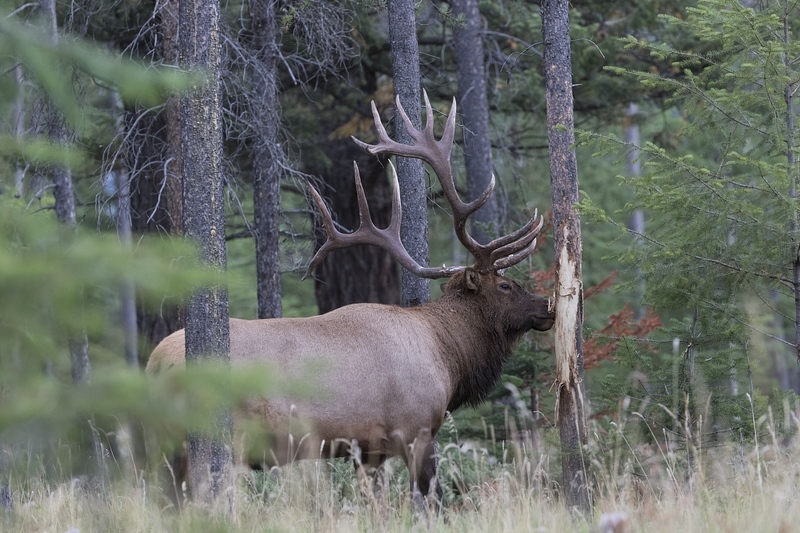elk-5299(1).jpg :: Large bull elk rubbing tree during autumn rut.