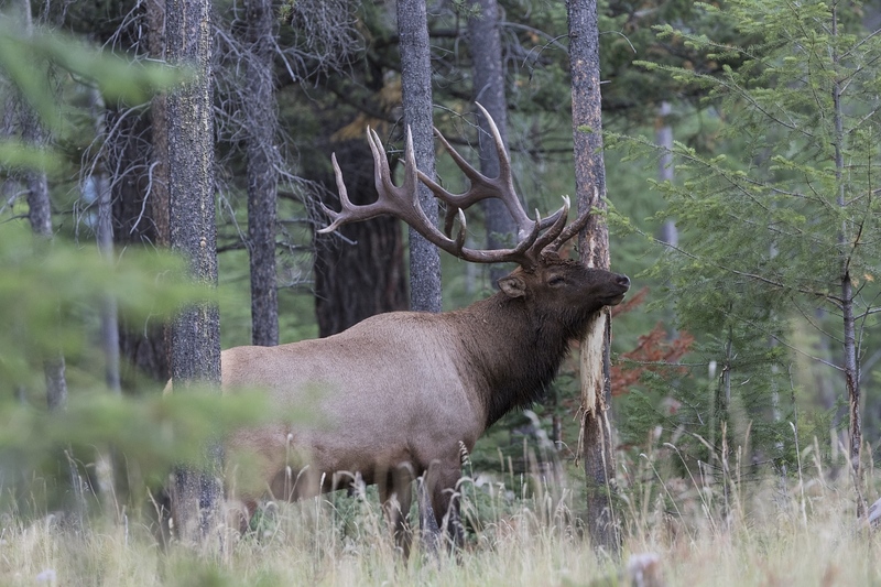 elk-5301.jpg :: Large bull elk rubbing tree during autumn rut.