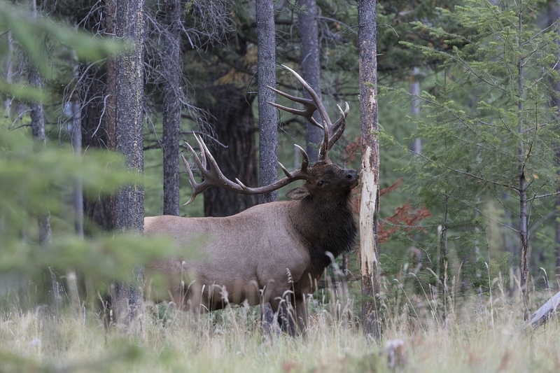 elk-5325.jpg :: Large bull elk rubbing tree during autumn rut.