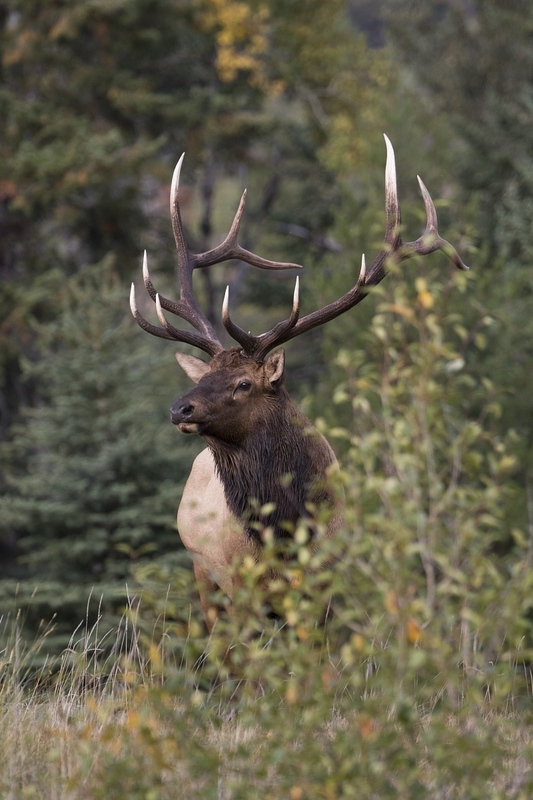 elk-5406.jpg