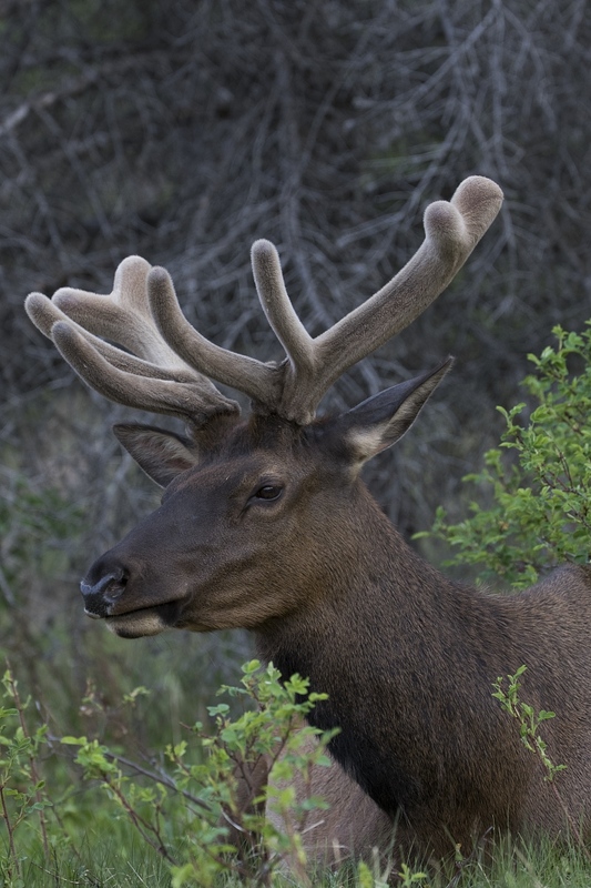 elk-9432.jpg