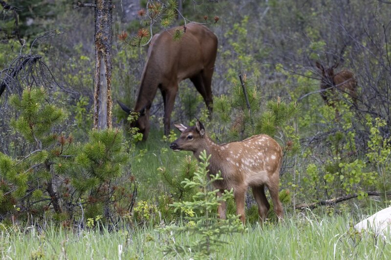 elk2323.jpg