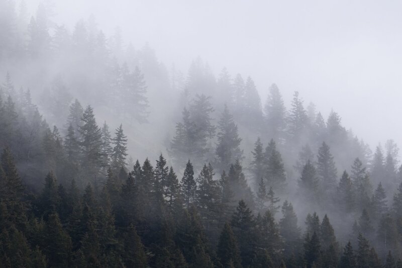 forestfog-1110.jpg