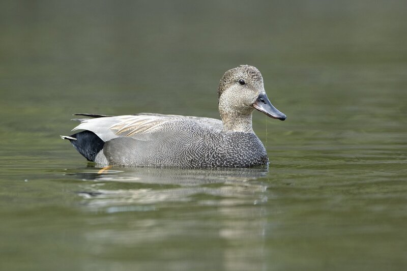 gadwall-3575.jpg :: Drake gadwall on pond