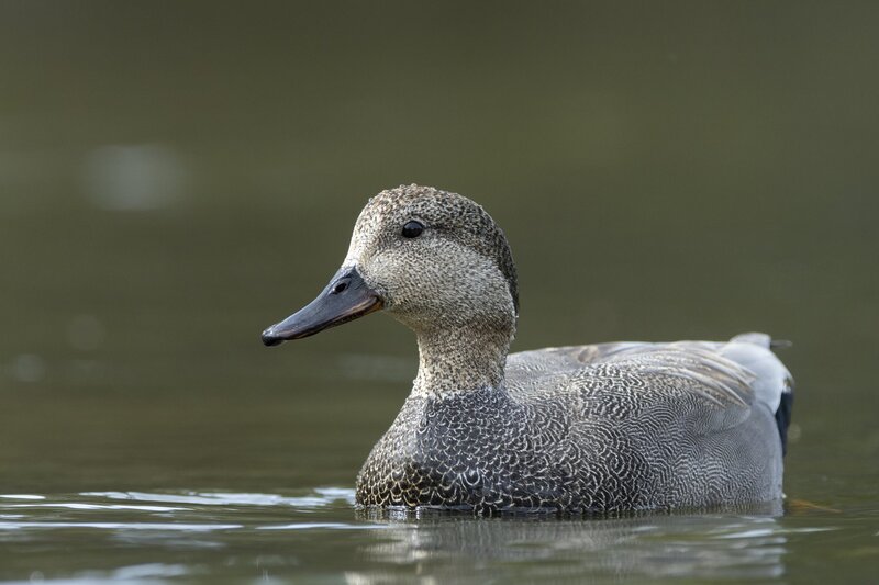 gadwall-3583.jpg :: Drake gadwall on pond