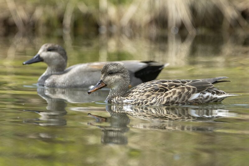 gadwall-3772.jpg :: Drake and hen gadwall on pond
