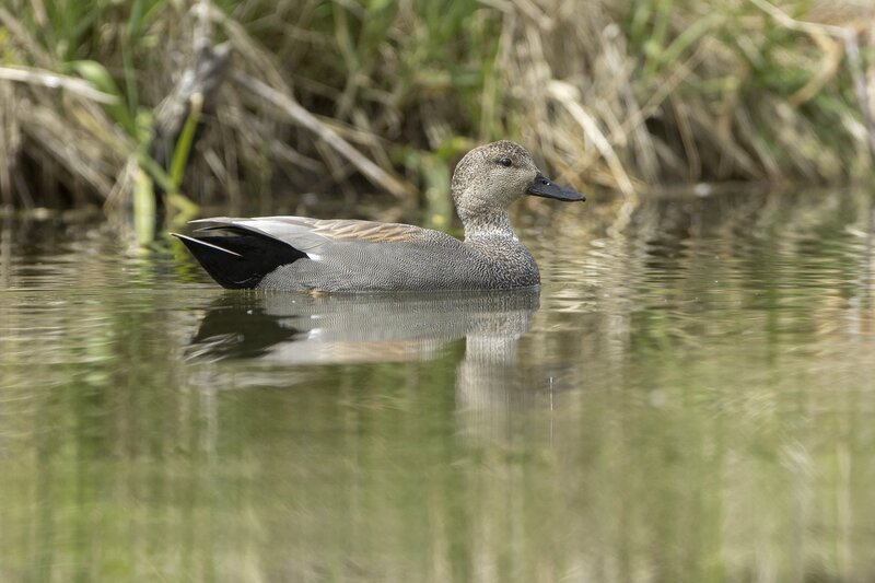 gadwall-3786.jpg :: Drake gadwall on pond