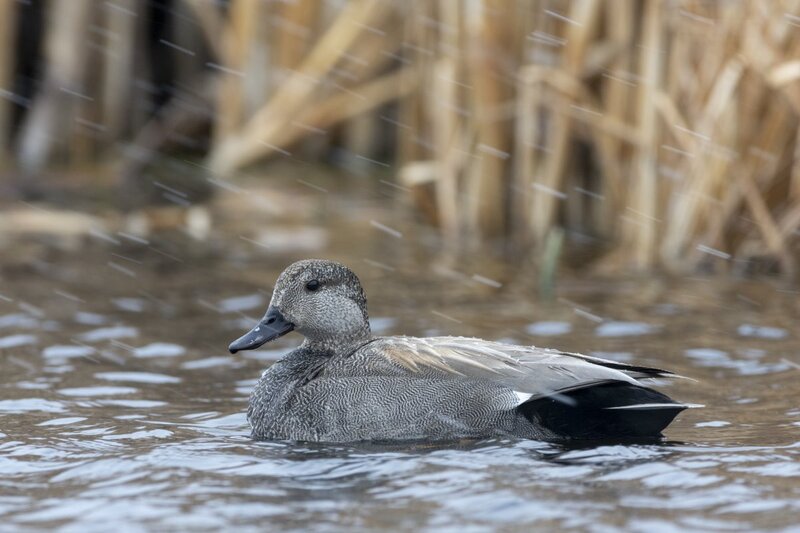 gadwall1087.jpg