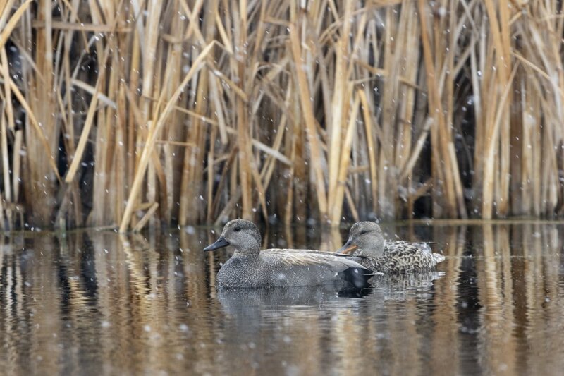 gadwall1126.jpg