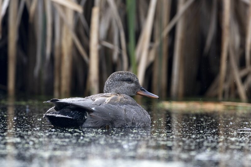 gadwall1928.jpg