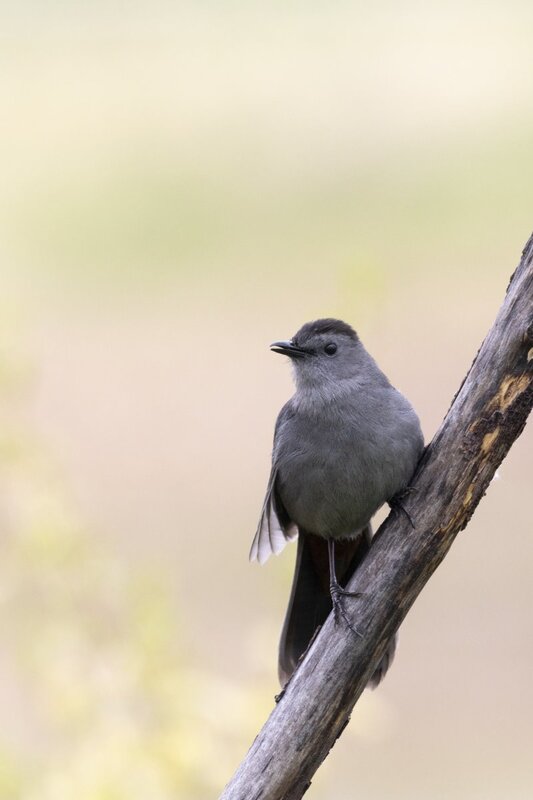 graycatbird1966.jpg