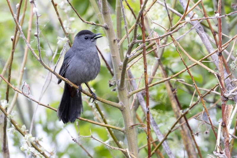 graycatbird2080.jpg