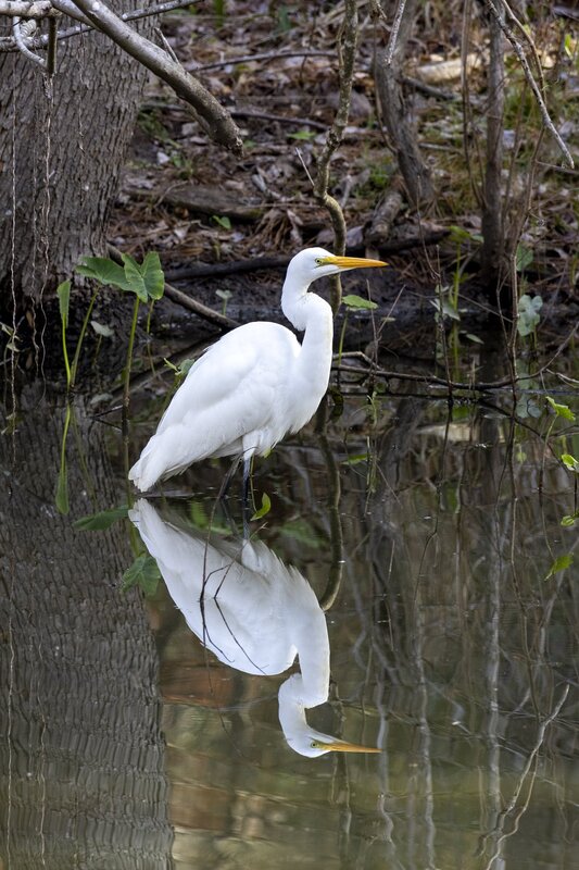 greategret-0192.jpg :: Great egret on pond in forest