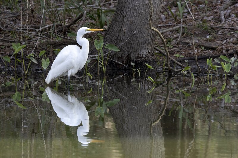 greategret-0201.jpg :: Great egret on pond in forest