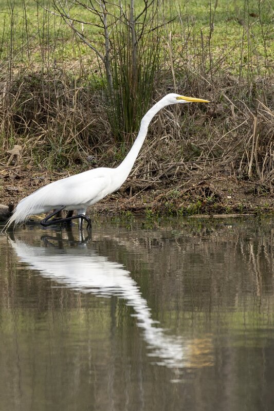 greategret-0612.jpg :: Great egret on pond in forest