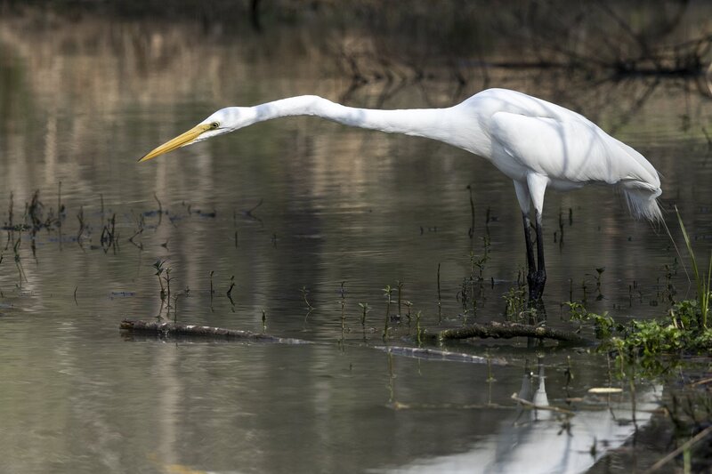 greategret-0654.jpg :: Great egret huntingon pond in forest