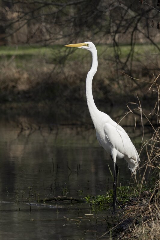 greategret-0661.jpg :: Great egret on pond in forest