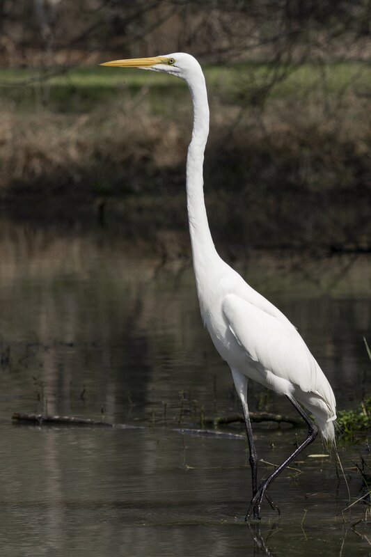 greategret-0677.jpg :: Great egret on pond in forest