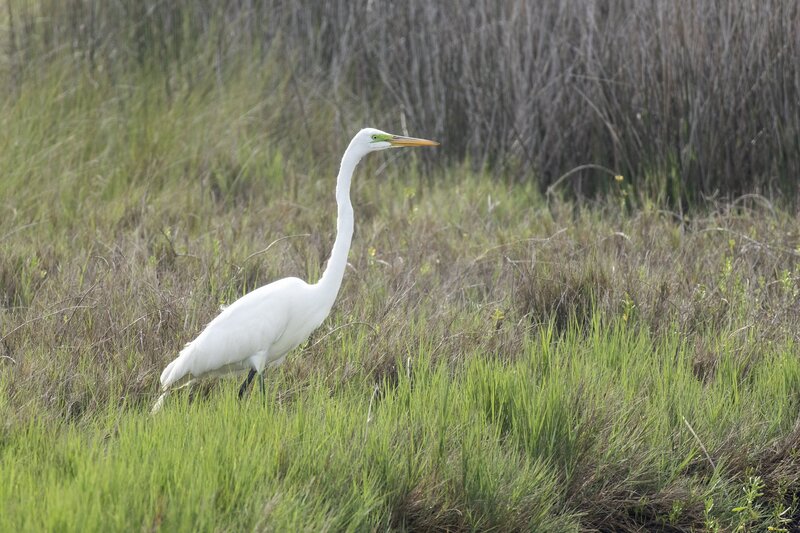 greategret-2898.jpg :: Great egret in marsh