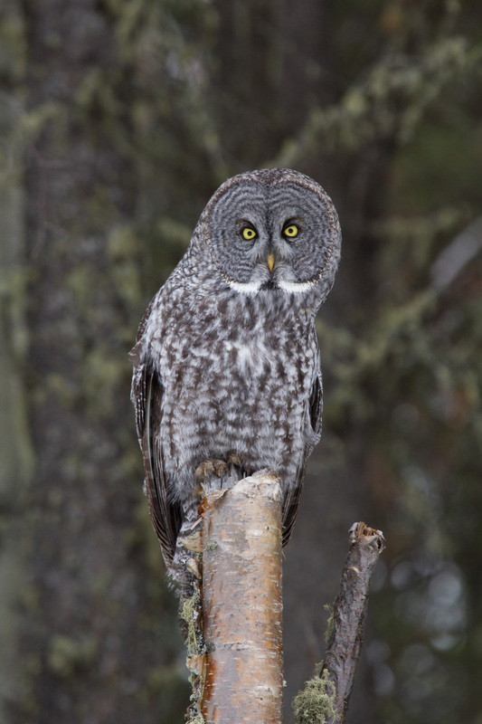 greatgreyowl3100(1).jpg