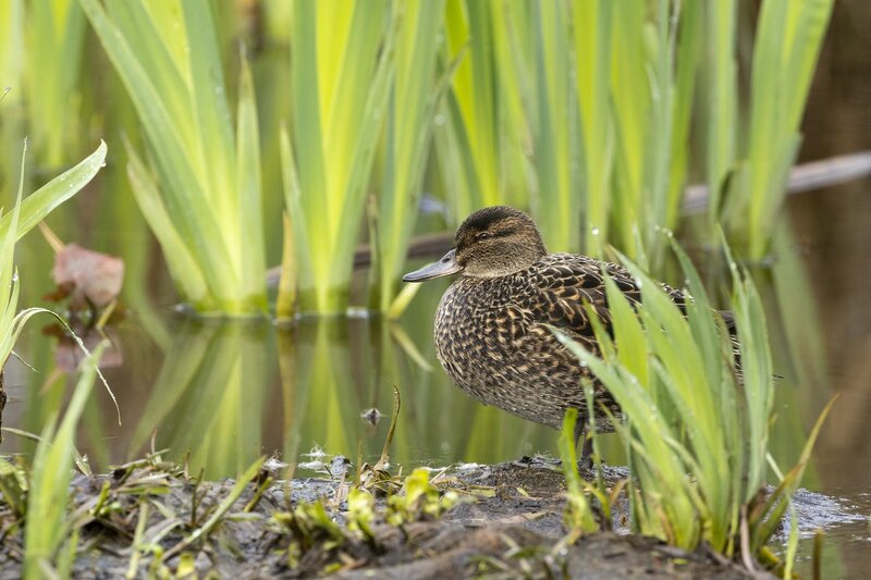 greenwingteal-3033.jpg