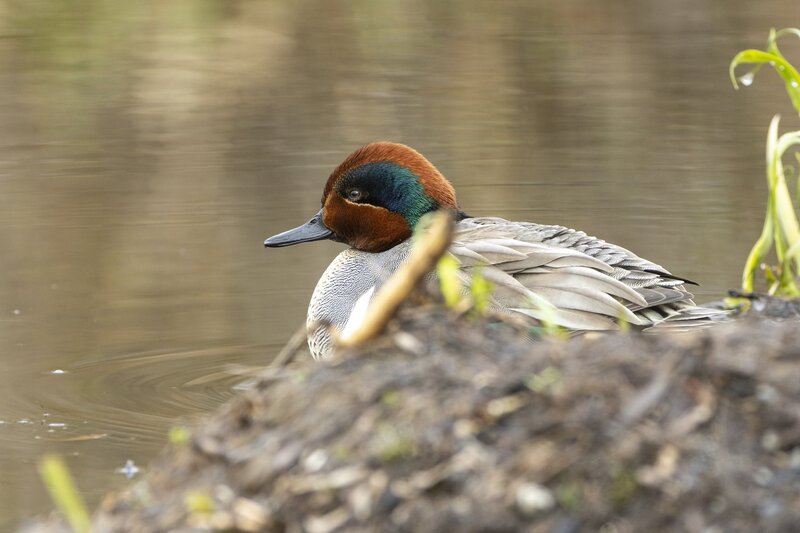 greenwingteal-3042.jpg