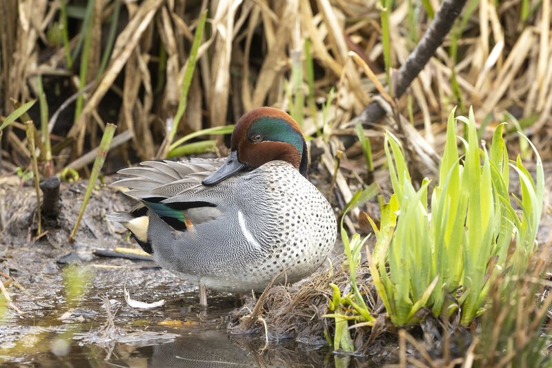 greenwingteal-3046.jpg