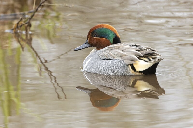greenwingteal-3065.jpg