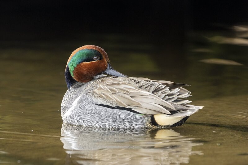 greenwingteal-3108.jpg