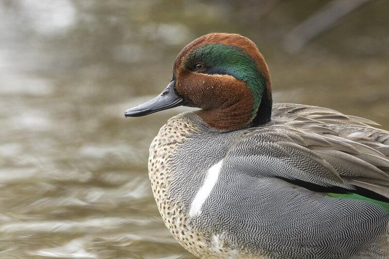 greenwingteal-3122.jpg
