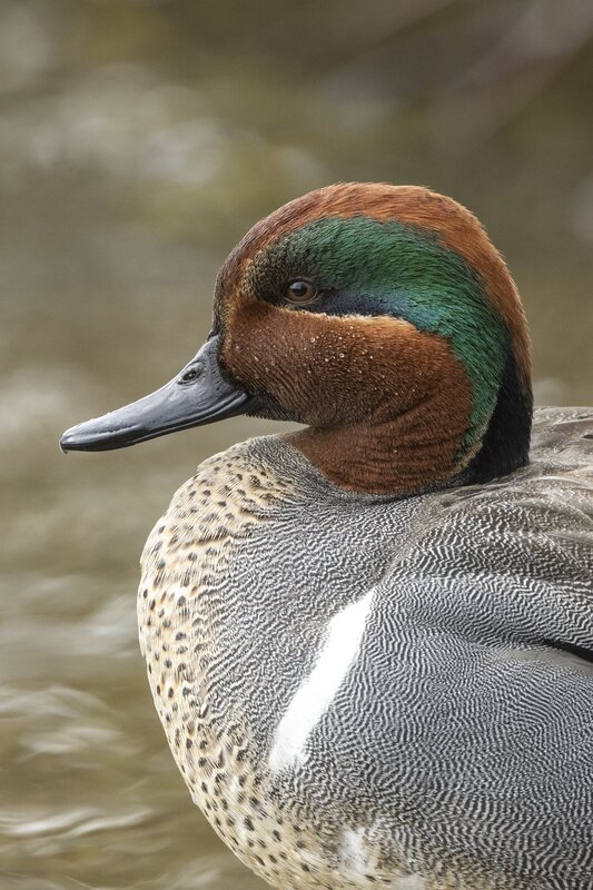 greenwingteal-3123.jpg
