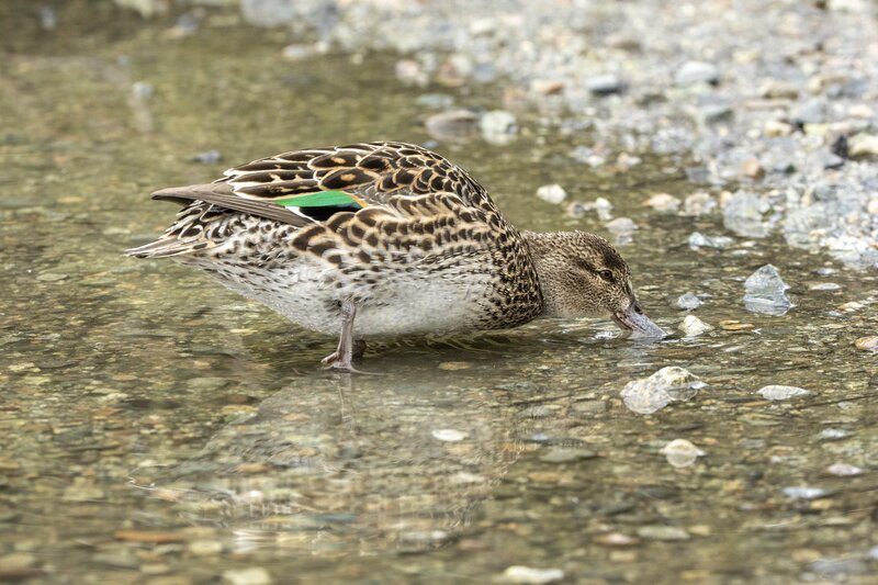 greenwingteal-3146.jpg