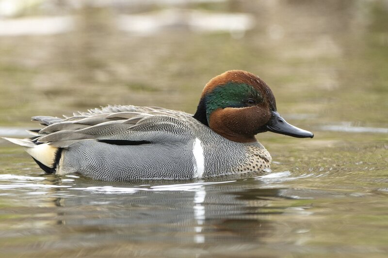 greenwingteal-3162.jpg