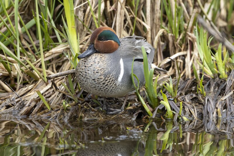 greenwingteal-3180.jpg