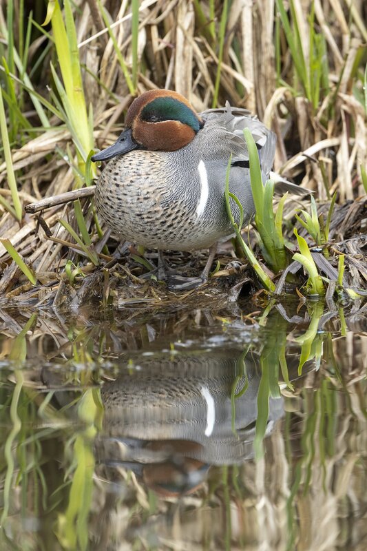 greenwingteal-3191.jpg