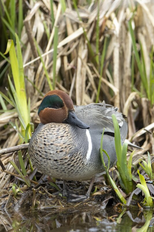 greenwingteal-3203.jpg
