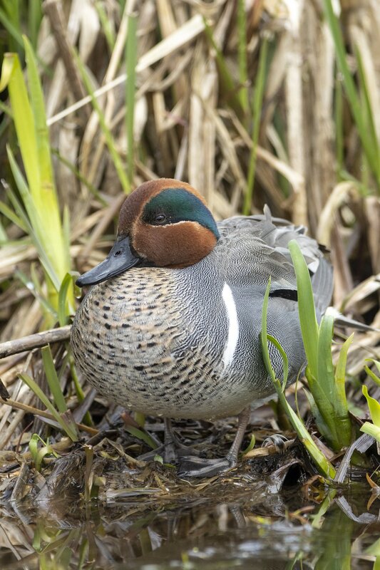 greenwingteal-3206.jpg