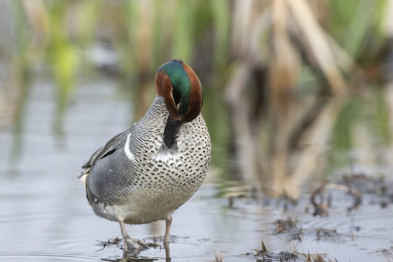 greenwingteal-3220.jpg