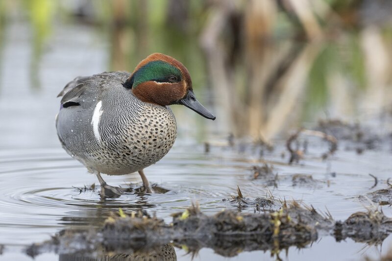 greenwingteal-3224.jpg