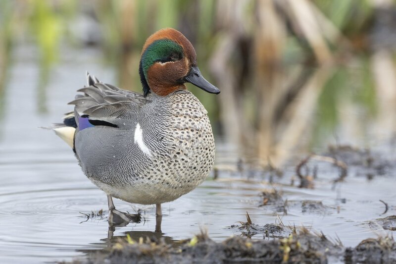 greenwingteal-3227.jpg