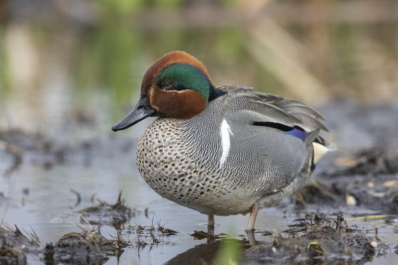 greenwingteal-3243.jpg