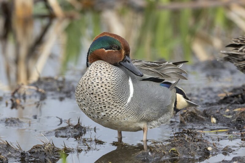 greenwingteal-3262.jpg